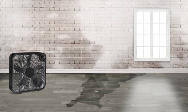 Best Local water damage restoration  in Rehoboth Beach, DE