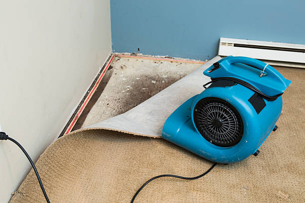Best Water damage repair service  in Rehoboth Beach, DE